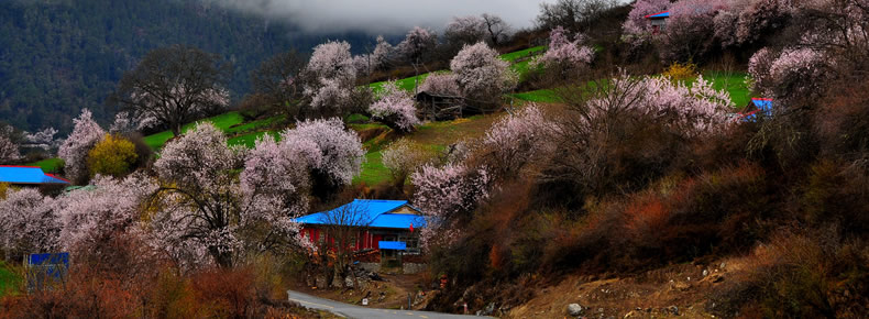 林芝桃花节