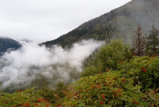 林芝发展生态林区 为旅游发展创造契机_