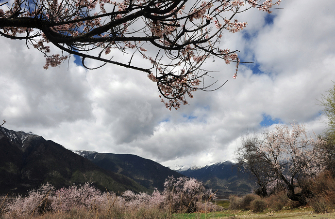 妖艳桃花枝头与远山