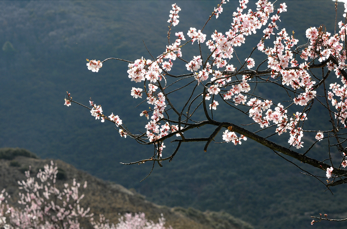 挂满桃花的枝头