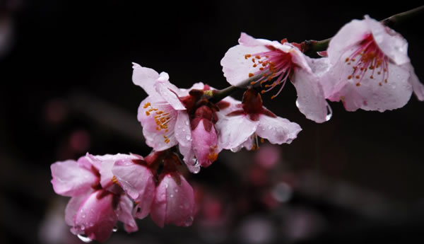 波密的桃花图片